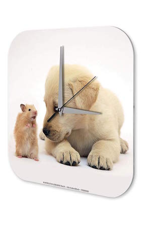 Reloj De Pared Cocina Marke Cachorro Golden Retriever Hamster Plexiglas Imprimido 25x25 cm
