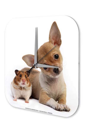 Reloj De Pared Cocina Marke Chihuahua cachorro Hamster Plexiglas Imprimido 25x25 cm