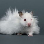 hamster sirio de pelo largo blanco